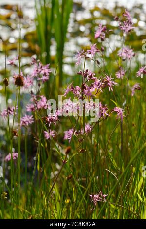 Lychnis flos-cuculi, Ragged Robin growing at a lakeside, Wales, UK Stock Photo