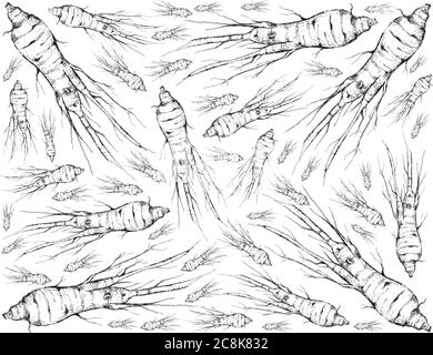Herbal Flower and Plant, Hand Drawn Background of Ginseng Plants Used for Traditional Medicine Believed to Boost Energy, Lower Blood Sugar and Cholest Stock Vector