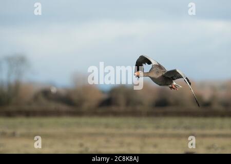 GREYLAG GOOSE, in flight,  winter, west country UK Stock Photo