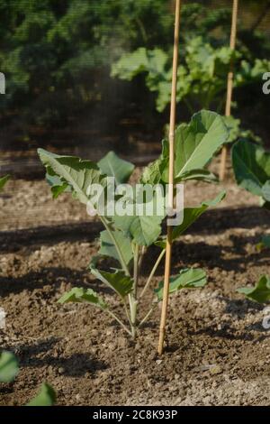 Brassica oleracea var. italica 'Purple Sprouting', Early Purple Sprouting Broccoli, protectected by insect proof mesh, Wales, UK. Stock Photo