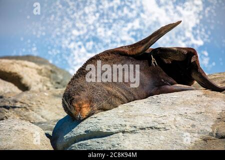 An adult Seal lying upsidedown on a rock at Point Kean Viewpoint in Kaikoura with a wave crashing behind. In Kaikoura on the South Island of New Zeala Stock Photo