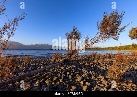 Shrubs clinging to the rocky shore of Lake Te Anau at Department of Conservation, DOC, Henry Creek Campsite under a blue sky. Stock Photo