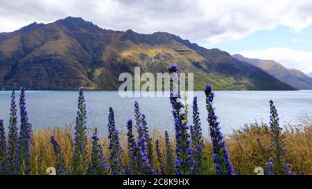 Wildflowers at the shore of Lake Wakatipu near Queenstown with mountains around. Queenstown, New Zealand.