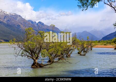 Willow trees in the Glenorchy Lagoon with mountains covered in cloud in the background. Stock Photo