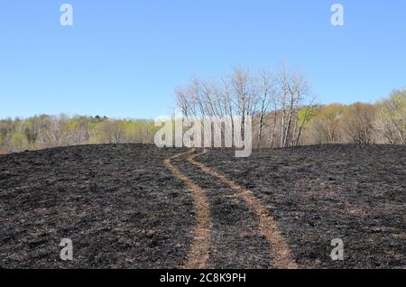 Tire tracks traverse grassland blackened by fire, winding toward a distant line of trees. Stock Photo
