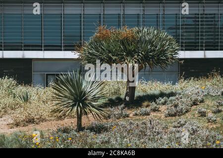 Two branchy young dragon trees in front of a facade of a modern office building; beautiful plants of Yucca and Dracaena plant family on a clearing Stock Photo