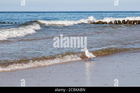 beautiful lonely white seagull standing on the sand of the sea shore on sunny summer day Stock Photo