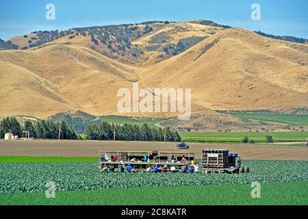 Salinas california migrant farm workers pack lettuce in shaded farm packing shed with salinas valley in the landscape Stock Photo
