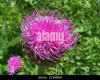 rhaponticum scariosum in the swiss alps Stock Photo