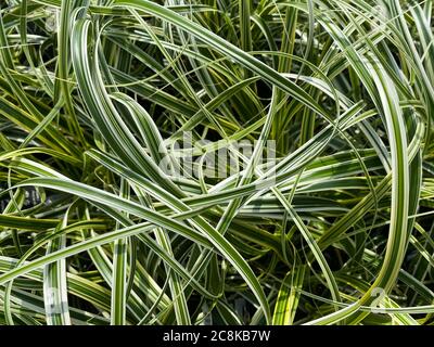 Top view closeup of isolated green white japanese sedge (carex morrowii foliosissima) - (selective focus scatterd over picture) Stock Photo