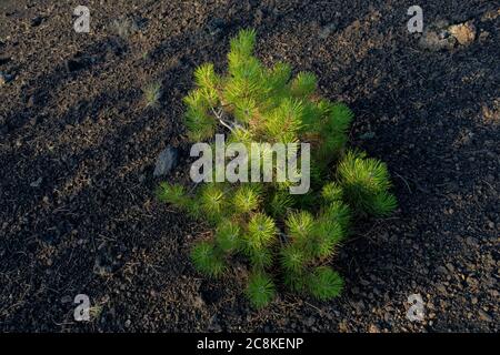 young pine trees in Sicily, this plants grow only in Etna Park and perform the function to colonizes the lava Stock Photo