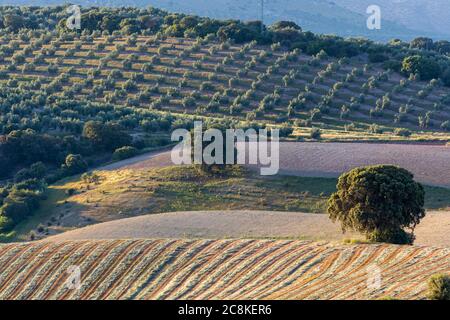 Crops in Andalusia with olive trees and cereals already collected Stock Photo
