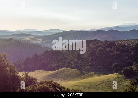 Landscape of the Andalusian countryside in spring at dawn, with large expanses of olive trees and cultivated cereal fields with some poppies Stock Photo