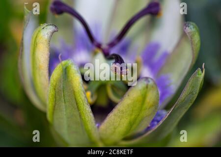 Detail of a stamen of the passion flower beginning to open Stock Photo
