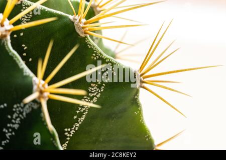 Detail of a green cactus with large yellow thorns Stock Photo