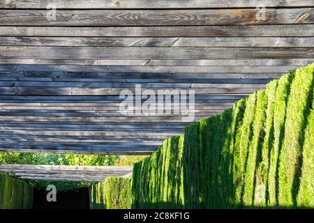 Perspective of a park walk covered with wooden beams and green hedges on the sides Stock Photo