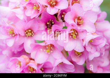Pink bergenia cordifolia purpurea, elephants ears or pigsqueak flowers close-up, UK Stock Photo