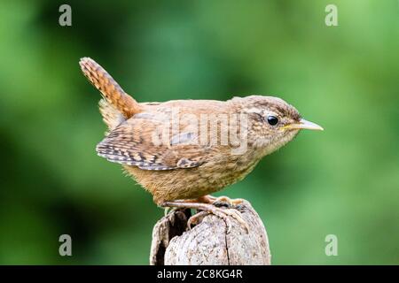 Wren foraging in mid Wales during Summer. Stock Photo