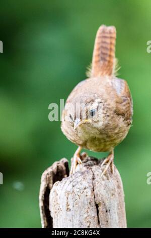 Wren foraging in mid Wales during Summer. Stock Photo