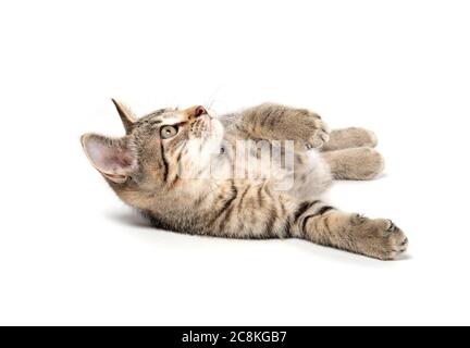 Cute baby tabby kitten laying on its back on white background Stock Photo