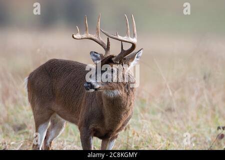 Large white-tailed deer buck standing in an open field in Smoky Mountains National Park, Tennessee Stock Photo