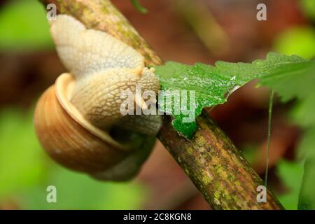 Snail crawls over a branch and gnaws on a leaf Stock Photo