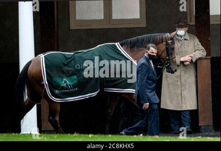 Horse trainer John Gosden watches on as Enable is led around the pre-parade ring before her historic third King George VI and Queen Elizabeth QIPCO Stakes at Ascot Racecourse. Stock Photo