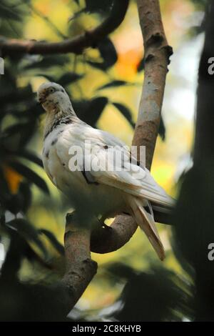 Bird at tree, pigeon or columbidae class aves In Bangladesh Stock Photo