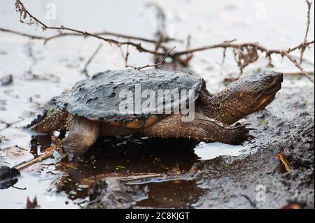 Baby snapping turtle Stock Photo - Alamy