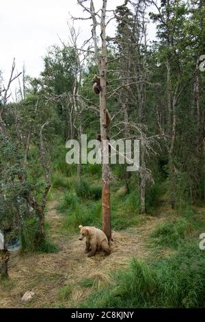 Alaskan brown bear sow with its three cubs in a tree in Katmai National Park, Alaska