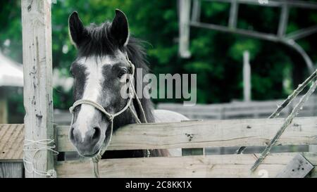 Little horse standing in the paddock outdoors. Mid shot Stock Photo