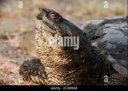 Eastern snapping turtle Stock Photo