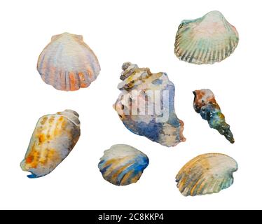 Watercolored Clam Shell Watercolor illustration of shells, clam shell in blue turquoise purple ...