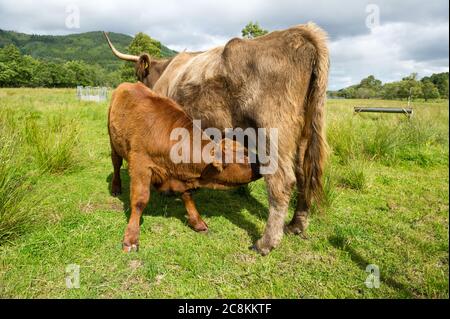 Loch Achray, Lochlomond and trossachs National Park, Scotland, UK. 19 July 2020. Pictured: Highland cows seen on the banks of Loch Achray which is on the Heart 200 Route. Credit: Colin Fisher/Alamy Live News. Stock Photo
