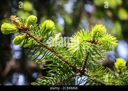 Spruce tree branches With Young Needles and buds in springtime Stock Photo