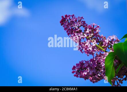 Flowers of common lilac (syringa vulgaris) blooming in springtime against blue sky Stock Photo