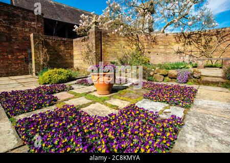 Old flagged English garden with carpet of purple and yellow violas in springtime. Stock Photo