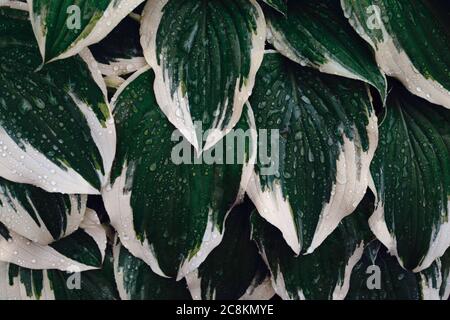 Hosta Large green leaves with raindrops in dark tone background. Spring background with green hosta leaves. View from above. Stock Photo