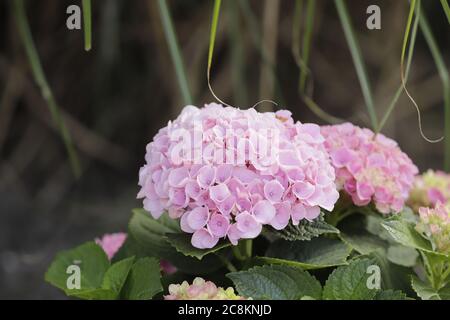 pink flowers of the hydrangea bush Stock Photo