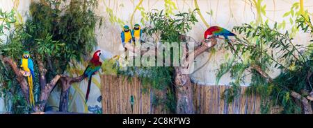 Beautiful parrots on the branch of the tree in the nature habitat. Green habitat Stock Photo