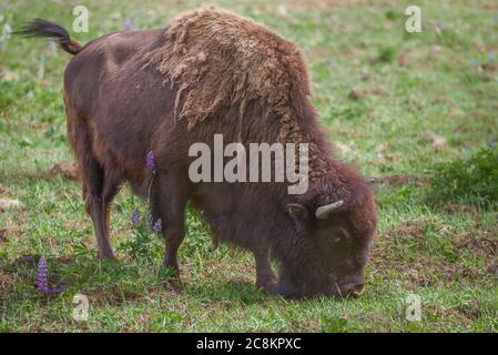 Young bison closeup on a sunny summer day Stock Photo