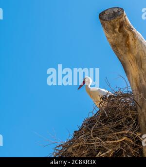 White stork perched in nest Stock Photo