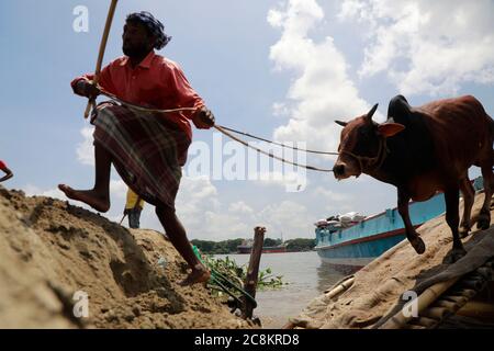 Dhaka, Bangladesh. 25th July, 2020. Traders unloading a vessel of sacrificial animals for the upcoming Eid al-Adha at the cattle market. Credit: Suvra Kanti Das/ZUMA Wire/Alamy Live News Stock Photo
