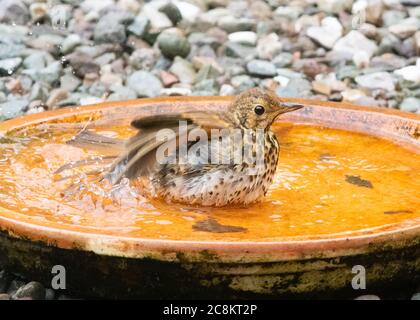 Juvenile Song Thrush Turdus philomelos bathing on garden bird bath - Scotland, UK Stock Photo