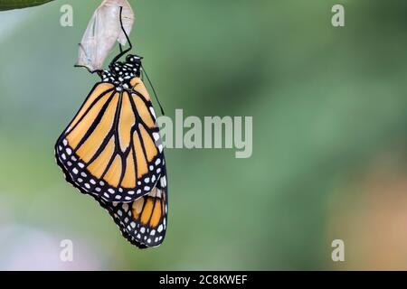 Monarch Butterfly, Danaus plexippuson, drying wings on chrysalis closeup light background