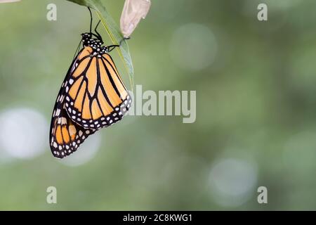 Monarch Butterfly, Danaus plexippuson, drying wings on chrysalis closeup light background