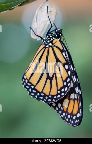 Monarch Butterfly, Danaus plexippuson, drying wings on chrysalis closeup light background portrait Stock Photo