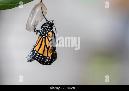 Monarch butterfly, Danaus plexippuson, beginning to emerge from chrysalis