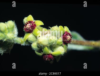 Flower of Raphionacme Plant (Raphionacme procumbens) Stock Photo