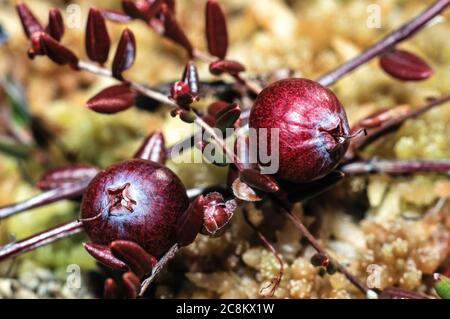 Fruits of Swamp Cranberry (Vaccinium oxycoccos) Stock Photo